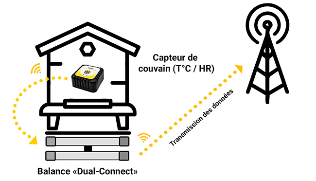 Communication between the scale and the brood sensor located at the center of the beehive frame.